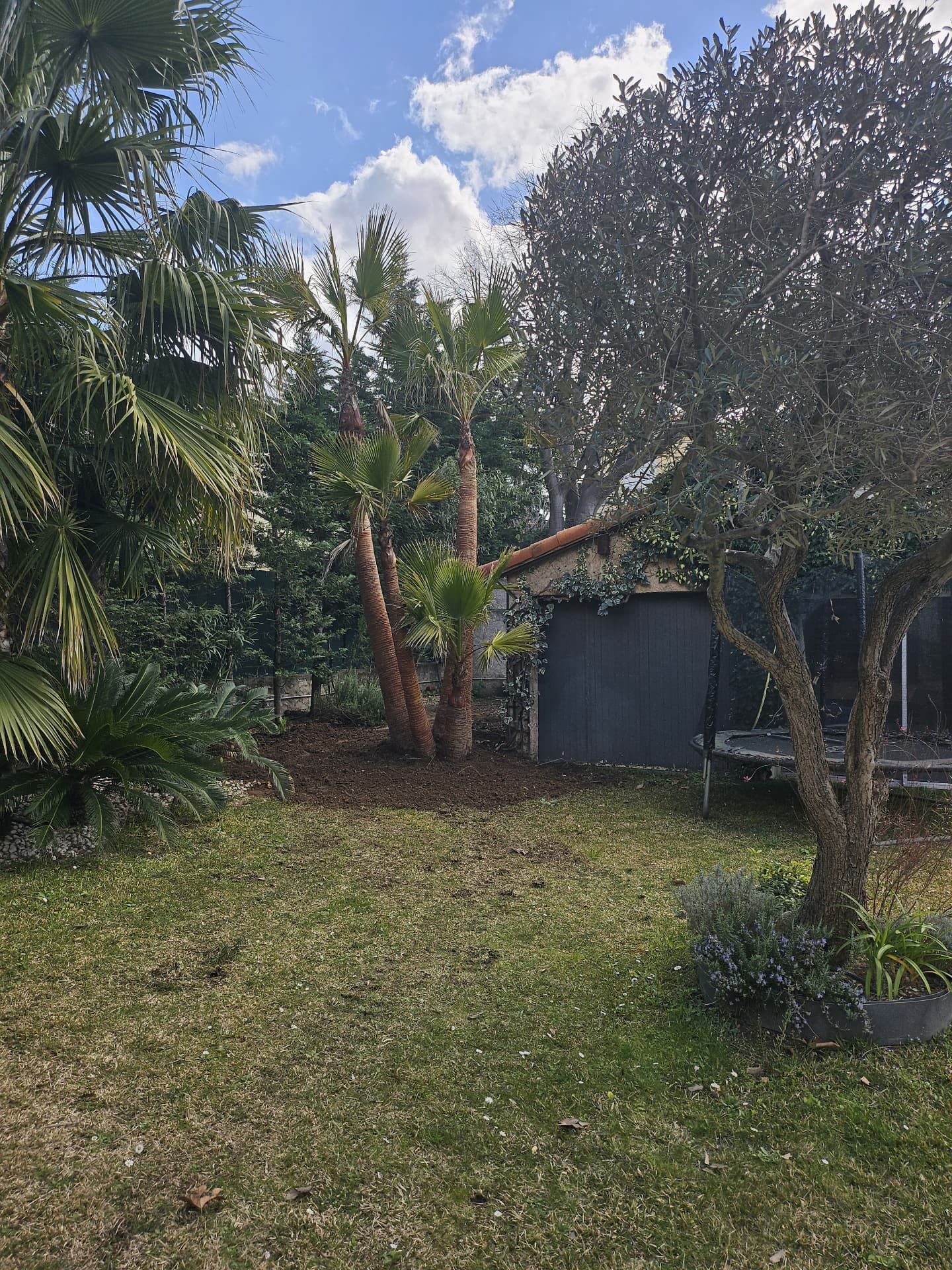 Bosquet de palmiers replantés